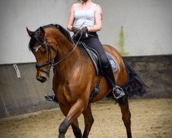 dressage horse Rufus (Oldenburg, 2012, from Repertoire 4)