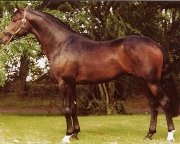 Deckhengst Cougar (Irish Sport Horse, 1996, von Cruising)