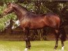 stallion Cougar (Irish Sport Horse, 1996, from Cruising)