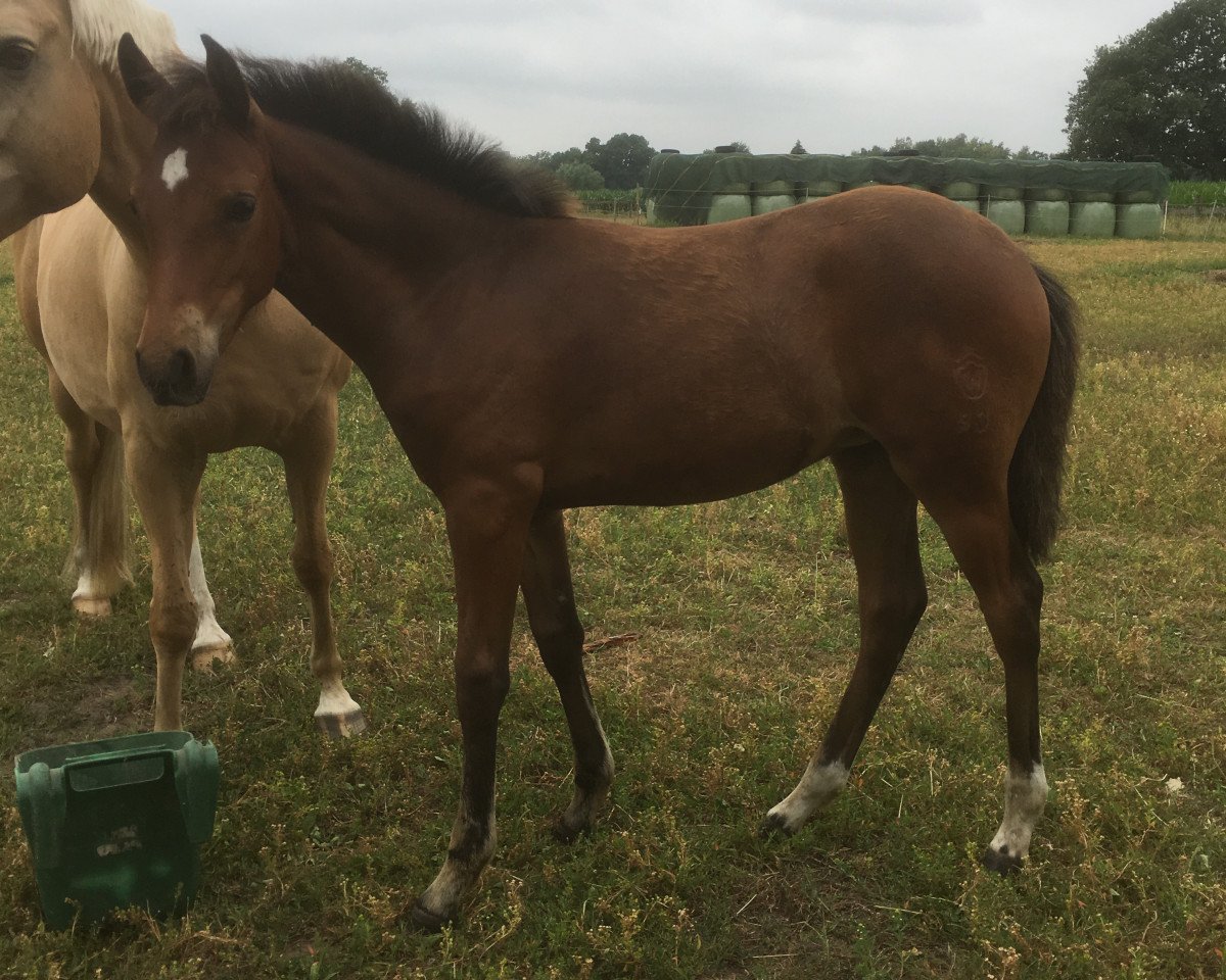 Dressurpferd Dear Dream (Deutsches Reitpony, 2018, von D-Power AT)