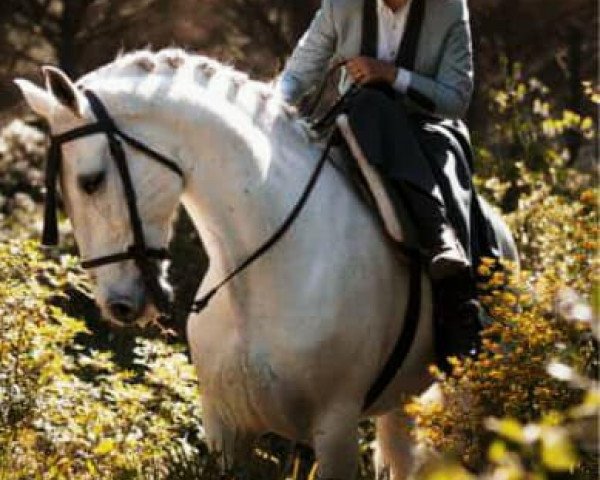 Pferd CAYETANO (Andalusier, 2003)