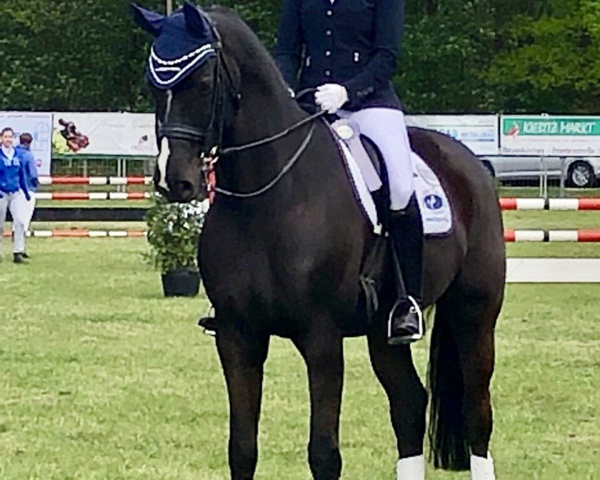 dressage horse Ronamel S (Rhinelander, 2009, from Rheingau)
