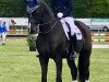 dressage horse Ronamel S (Rhinelander, 2009, from Rheingau)