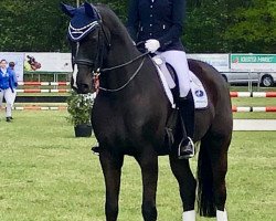 dressage horse Ronamel S (Rhinelander, 2009, from Rheingau)