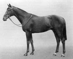 stallion Rhodes Scholar xx (Thoroughbred, 1933, from Pharos xx)