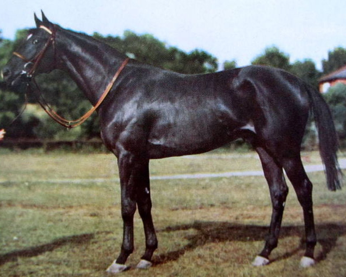 stallion Black Tarquin xx (Thoroughbred, 1945, from Rhodes Scholar xx)