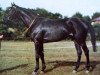 stallion Black Tarquin xx (Thoroughbred, 1945, from Rhodes Scholar xx)