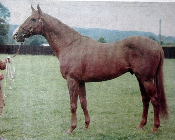 stallion London Gazette xx (Thoroughbred, 1959, from Panaslipper xx)