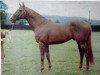 stallion London Gazette xx (Thoroughbred, 1959, from Panaslipper xx)