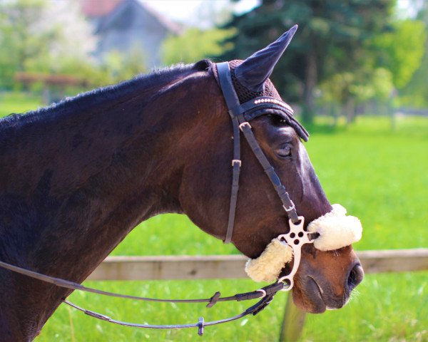 dressage horse New York 15 (German Sport Horse, 2005, from Limoncello I)