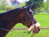 dressage horse New York 15 (German Sport Horse, 2005, from Limoncello I)