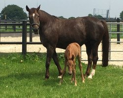 broodmare Floreska (Westphalian, 2004, from Florestan I)