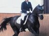 dressage horse Lindenhof's Pamier (Lewitzer, 2008, from Pandur)