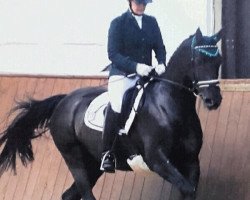 dressage horse Lindenhof's Pamier (Lewitzer, 2008, from Pandur)