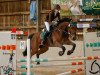 jumper Ronja 2214 (Oldenburg show jumper, 2006, from Lauterbach)