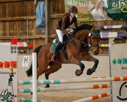 jumper Ronja 2214 (Oldenburg show jumper, 2006, from Lauterbach)