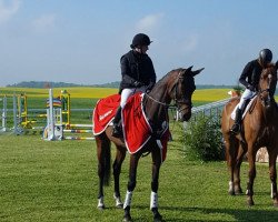 jumper Cat Sherry (German Sport Horse, 2013, from Con Sherry)