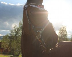 jumper Gran Gusto (Mecklenburg, 2007, from Grabenstern I)