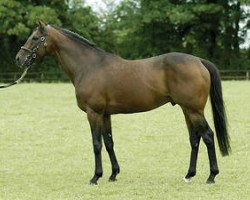 stallion Saffron Walden xx (Thoroughbred, 1996, from Sadler's Wells xx)