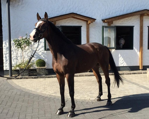 Springpferd Chincano 2 (Holsteiner, 2010, von Chin Champ)