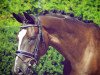 dressage horse Silenzio (Oldenburg, 2010, from Sir Donnerhall I)