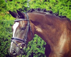 dressage horse Silenzio (Oldenburg, 2010, from Sir Donnerhall I)