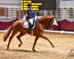 dressage horse Fürst Rudolf (Hanoverian, 2010, from Fürst Romancier)