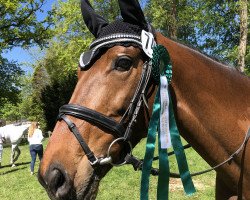 broodmare Bijouu (Hanoverian, 2010, from Bonifatius)