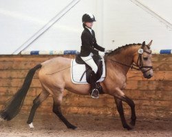 dressage horse Revels Marousha (German Riding Pony, 2003, from Monsun N)