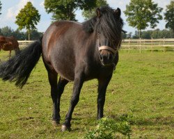 Pferd Sunny 1242 (Shetland Pony, 2012)