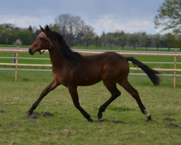 dressage horse Felicitas S3 (Hanoverian, 2016, from Fürst Romancier)