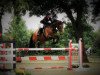 jumper Stanley 174 (German Sport Horse, 2009, from Stalypso)