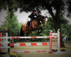 jumper Stanley 174 (German Sport Horse, 2009, from Stalypso)