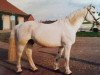 stallion Mountain View (Irish Draft Horse, 1969, from Glen Star)