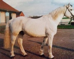 Deckhengst Mountain View (Irish Draught Horse, 1969, von Glen Star)