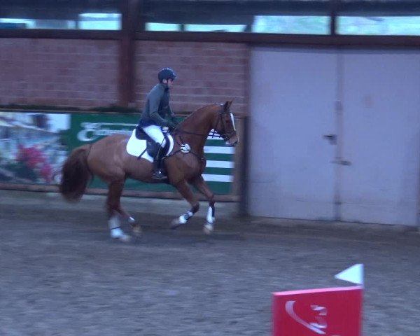 Reitturnier Hamburg-Friedrichshulde 2017