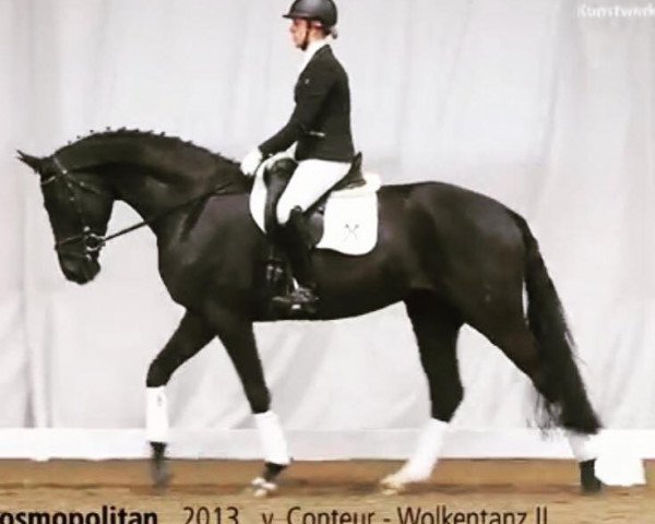 jumper Cosmopolitan (Hanoverian, 2013, from Conteur)