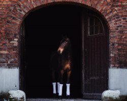 dressage horse Aegon der Eroberer (Rhinelander, 2014, from All At Once)