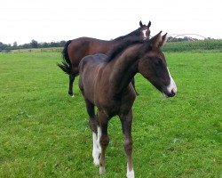 broodmare Pünktchen (Westphalian, 2014, from Pik Labionics)