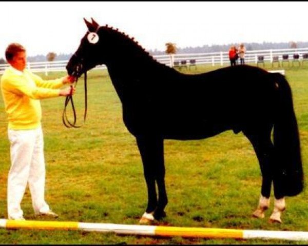 Deckhengst Mambo Moscan (New-Forest-Pony, 1986, von Merrie Moscan)