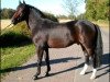 stallion Samba King (New Forest Pony, 2001, from Molenaar's Golden King)