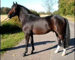 Deckhengst Samba King (New-Forest-Pony, 2001, von Molenaar's Golden King)