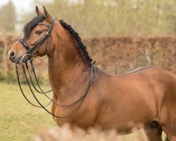 Deckhengst Tongerenhof Peridoot (New-Forest-Pony, 2002, von Wayland Cranberry)