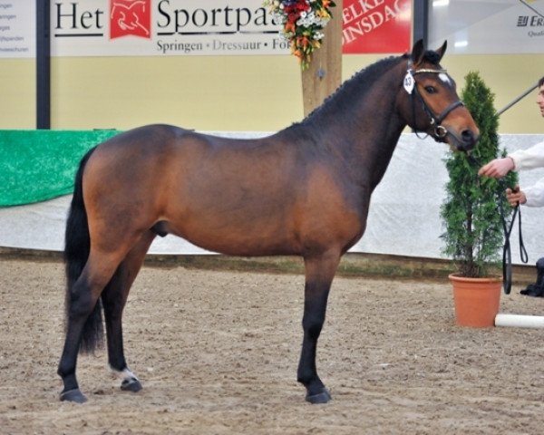 stallion Tongerenhof Osmium (New Forest Pony, 2008, from Tongerenhof Peridoot)