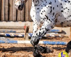 Pferd CS Ares (Schweres Warmblut, 2011, von Patrol)