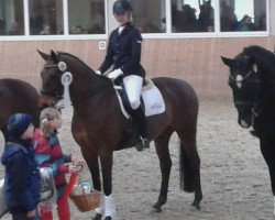 dressage horse Royal Diamond M (Westphalian, 2004, from Rockwell)