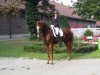 broodmare La Rouge M (Hanoverian, 2009, from Lizitant)