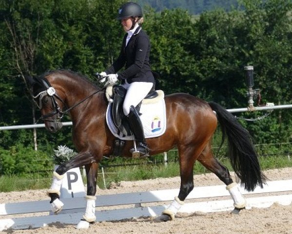 broodmare Ginger Lily (German Riding Pony, 2011, from Bazooka)