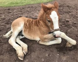 horse Freddy (Black Forest Horse, 2018, from Finn RN)