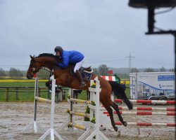 Springpferd Falottie (KWPN (Niederländisches Warmblut), 2010, von Emilion)